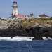 lighthouse_island_seal_machias_v_2220_can1338.jpg